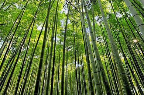 The Famous Bamboo Forest of Sagano, Kyoto, Japan