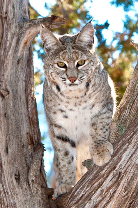 a cat sitting on top of a tree branch looking at the camera while standing up