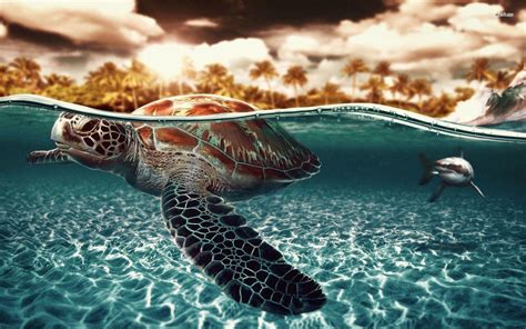 Sea Turtles Wallpapers - Wallpaper Cave