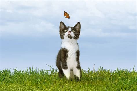 30+ Cat Chasing Butterfly Stock Photos, Pictures & Royalty-Free Images - iStock