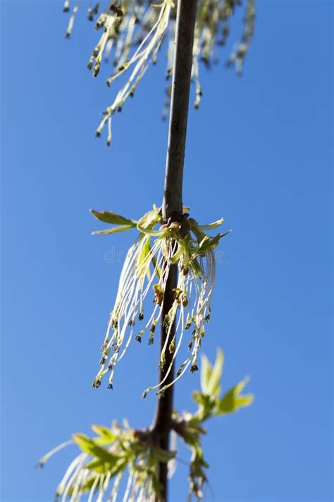 Flowering maple tree stock image. Image of blossom, macro - 80300963