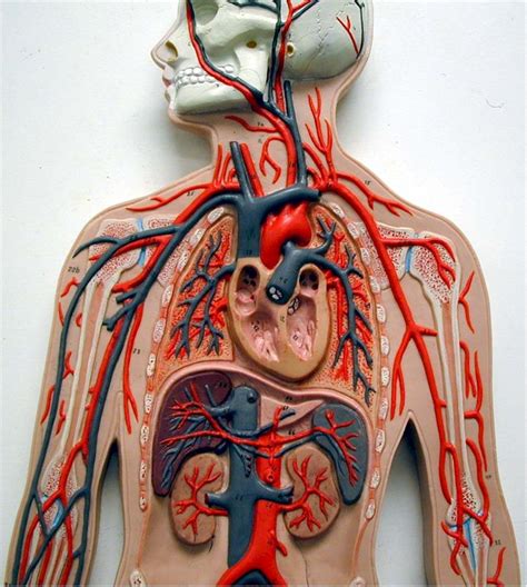 Blood Vessels Labeled Model Circulatory System Anatomy Blood Vessel | Images and Photos finder