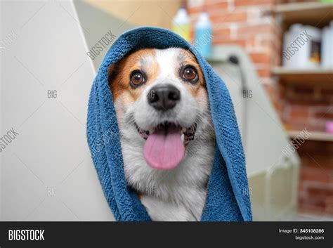 Funny Portrait Welsh Image & Photo (Free Trial) | Bigstock