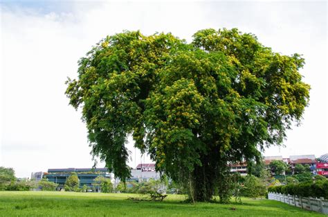 Trees and Plants: Angsana