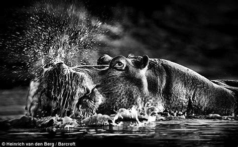 Shades of nature: Beautiful photographs of animals in black and white ...