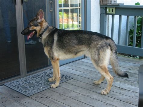 File:German Shepherd Dog standing.jpg - Wikipedia, the free encyclopedia