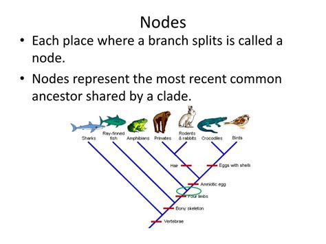 PPT - TAXONOMY PowerPoint Presentation, free download - ID:1948458