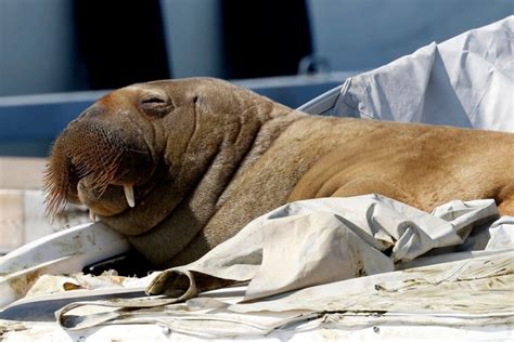 Meet Freya the walrus, Norway's summer celebrity