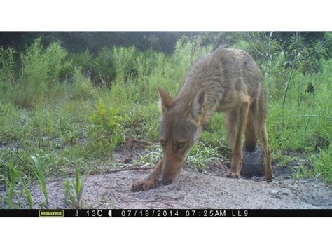 Coyotes On the Move in Summertime Florida - Land O' Lakes, FL Patch