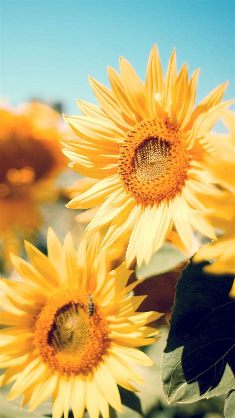 Download Aesthetic Focused Sunflower Iphone Wallpaper | Wallpapers.com