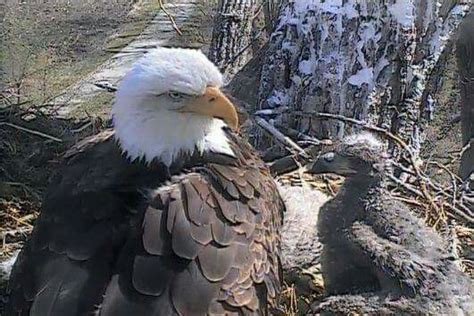 Eagles in Decorah Iowa | Bald eagle, Eagles, Beautiful birds