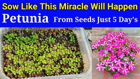 How To Grow Petunia From Seeds / How To Plant Petunia Seeds / How To ...