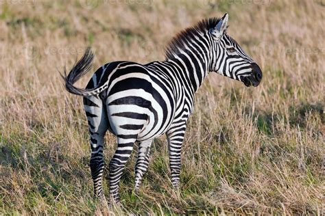 Zebra on African savanna. 7792245 Stock Photo at Vecteezy