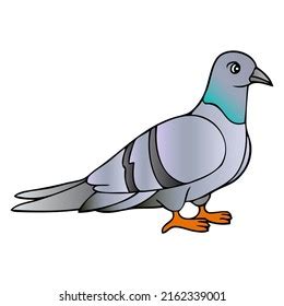 Pigeon Black And White Clipart