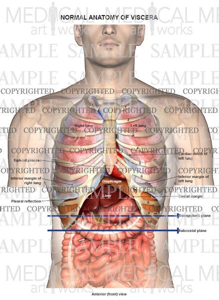 Normal anatomy of viscera — Medical Art Works