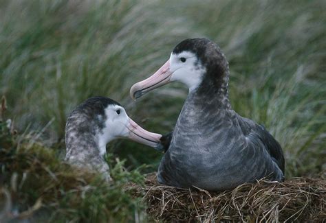 Amsterdam Albatross: Why is it Endangered?