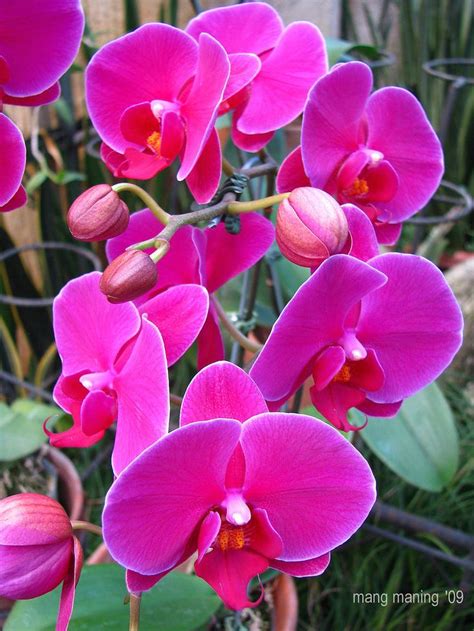 Butterfly Orchids (Phalaenopsis) | Orchid phalaenopsis, Butterfly orchid, Orchids