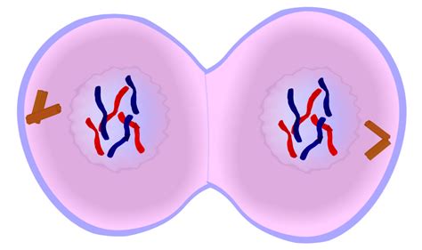 Telophase