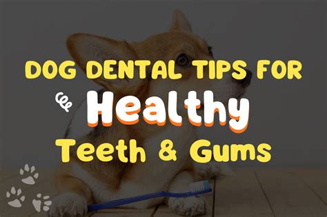 Dog Dental Tips For Healthy Teeth & Gums - Giggle Pets