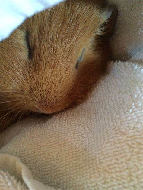 George sleeping. Safe piggy Happy Animals, Cute Animals, Guinnea Pig ...