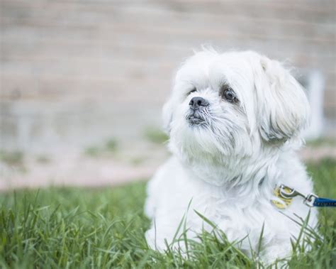 Maltese Shih Tzu Dog Breed Information | Temperament & Health