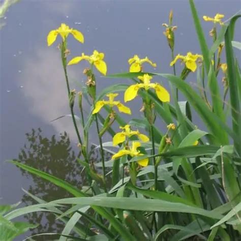 How to Plant & Grow Yellow Flag Iris (Iris pseudacorus) - Pond Informer