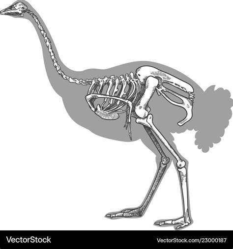 Engraving of ostrich skeleton Royalty Free Vector Image