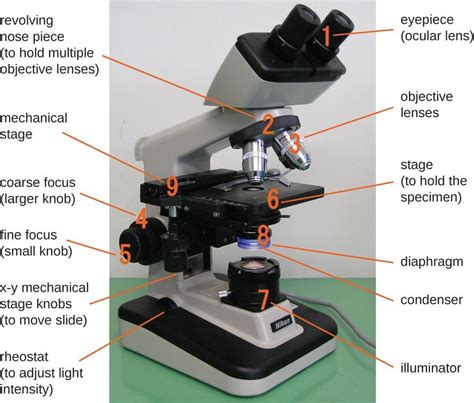 When Beginning to Focus Use the Scanning Objective Lens - Cale-has-Small