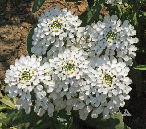 Candytuft Empress Rocket flower seeds - Sierra Flora