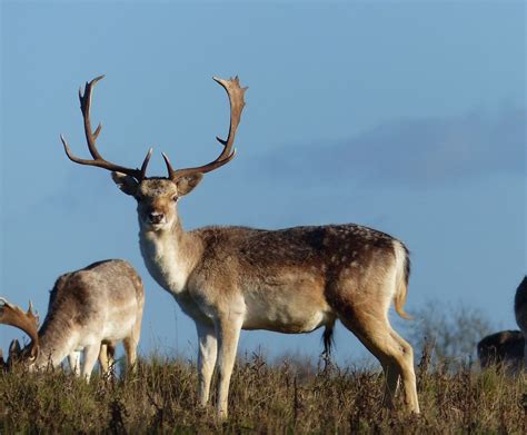 Deer at Attingham Park