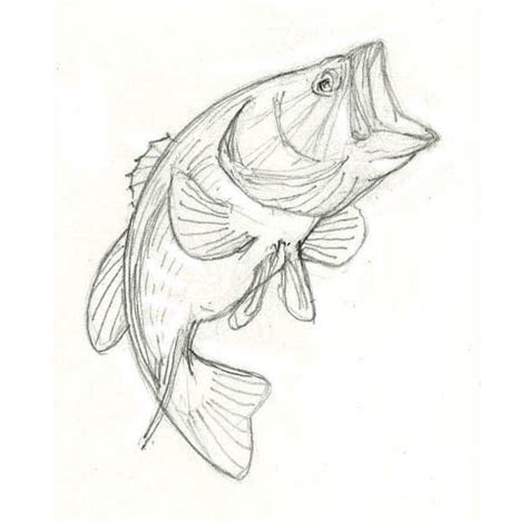 Drawing of a Largemouth Bass on Behance