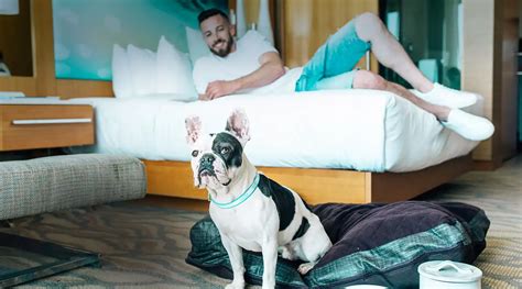 Exploring Pet-Friendly Motels In San Diego: Your Guide To A Tail-Wagging Stay