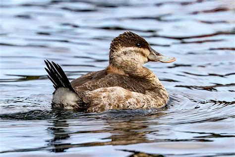 Ruddy Duck female Photograph by Joseph Siebert