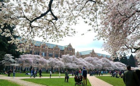 2017 Best University of Washington Cherry Blossoms Photographs