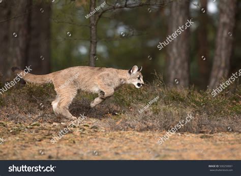 Mountain Lion Jump On Prey Stock Photo 500259061 - Shutterstock