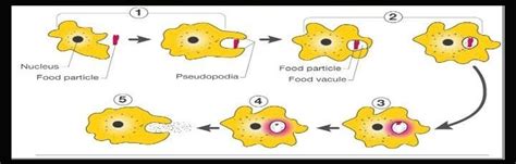 Describe the steps (1, 2, 3, 4, 5) of holozoic nutrition in the following diagram. - Brainly.in