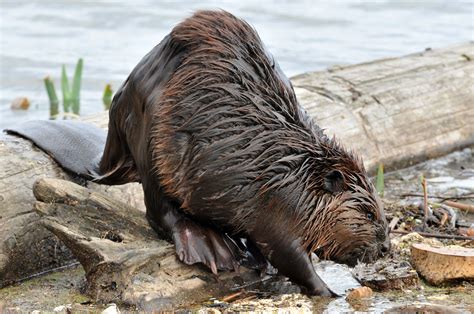 Fichier:Castor canadensis1.jpg — Wikipédia