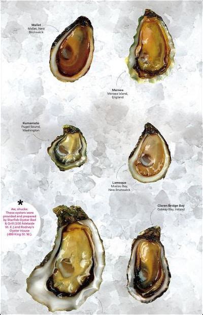 Oysters: Types, Characteristics and Language | Sea Life, Islands and ...