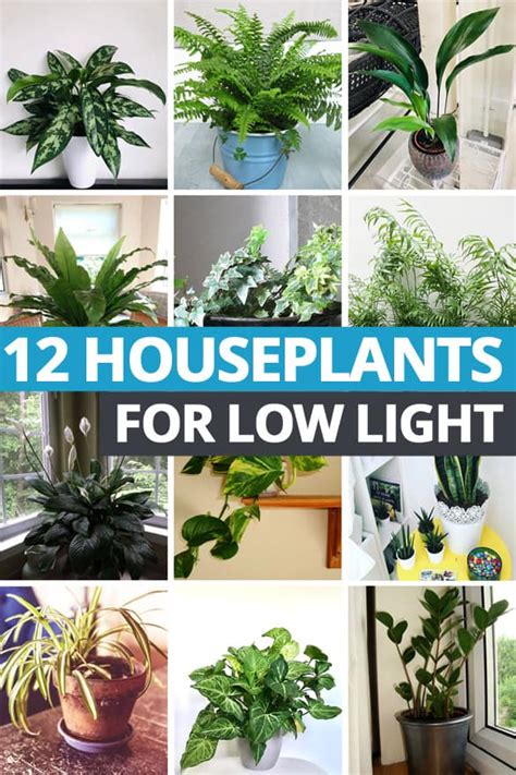 Jinx Counter: Indoor Plant Low Light : 34 Houseplants That Can Survive Low Light Best Indoor Low ...