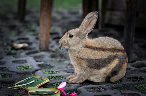 Sumatran Striped Rabbit: Pictures, Temperament & Traits | Animal World