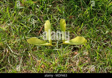 Winged seeds on a sycamore tree (also known as samaras or nick-named ...