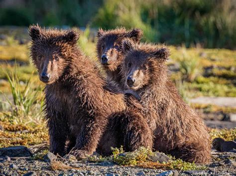 How to Go Kodiak Island Bear Watching in Alaska