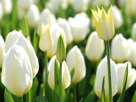 HD Wallpapers: White Tulip Flowers