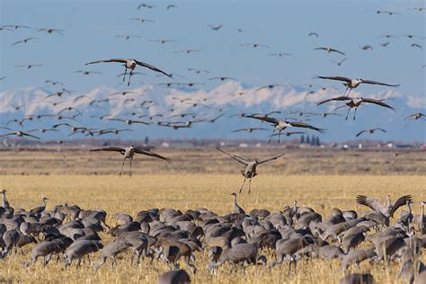 Sandhill Crane Hunting: Identification, Gear, and Tactics - Wide Open ...