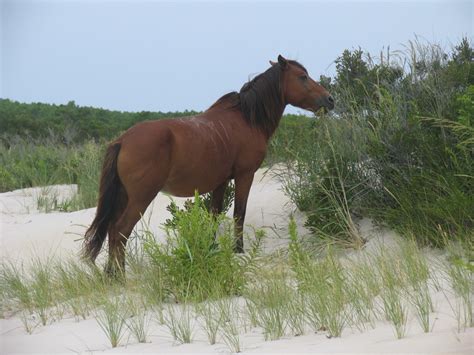 Free Images : beach, water, nature, sand, ocean, wilderness, wildlife, natural, usa, stallion ...