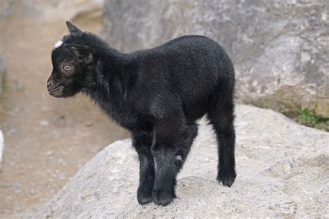 Free Images : kid, cute, pet, mammal, goats, vertebrate, dwarf goat ...