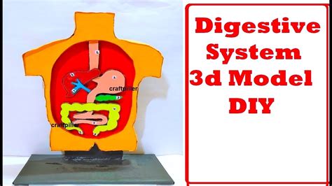 Digestive System 3d Model Project - tenormoms