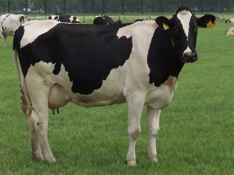 Holstein Friesian cattle - Alchetron, the free social encyclopedia