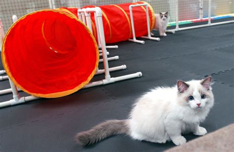 Teach Your Cat Agility Tricks