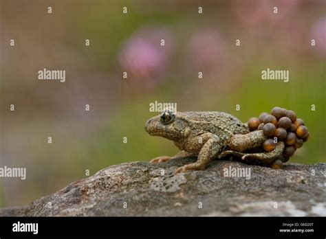 common midwife toad, wirh eggs, Germany / (Alytes obstetricans Stock Photo - Alamy